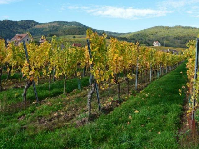 Rénovation d’un domaine viticole à Puyloubier, proche du Var