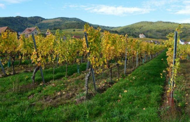 Rénovation d’un domaine viticole à Puyloubier, proche du Var