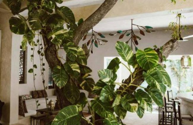 Aménagement d’intérieur éco-responsable : allier design, bien-être et durabilité